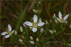 Swertia angustifolia var. pulchella